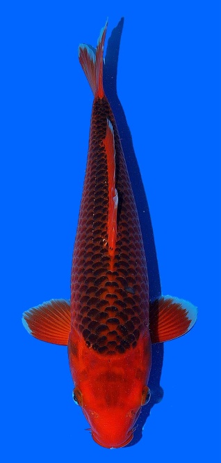 Aka Matsuba Hosokai 40cm 1Jahr 3 Monate Female HQ 