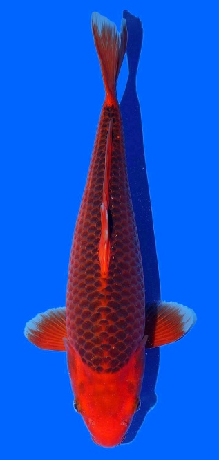 Aka Matsuba Hosokai 42cm Nisai Female HQ 