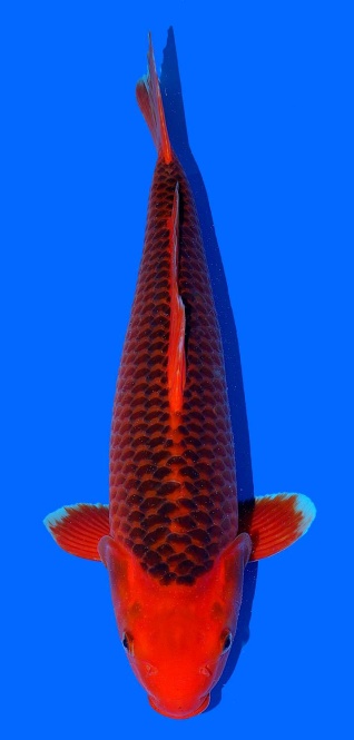 Aka Matsuba Hosokai 48cm Nisai Female VHQ 