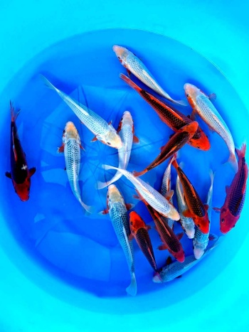 Asagi - Aka Matsuba Tosai Hosokai 22-32cm Stck ab 159€ 