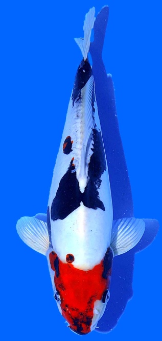 Beni Kumonryu Aoki 32cm Nisai Female VHQ 