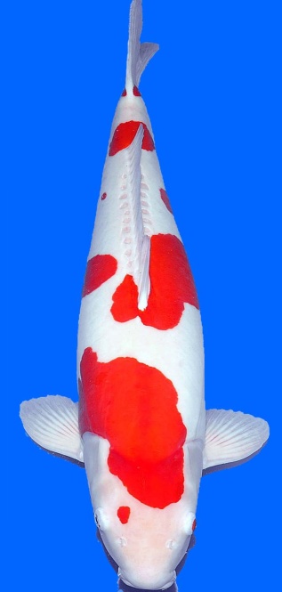 Doitsu Kohaku Maruhide ca 80cm 8J Female SHQ 