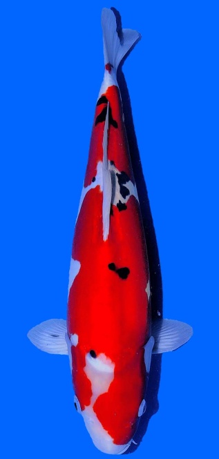 Doitsu Sanke Aoki 45cm Nisai VHQ 