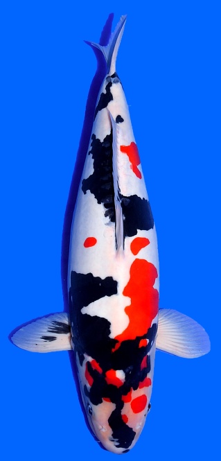 Doitsu Showa Shinoda 62cm Yonsai Female SHQ 