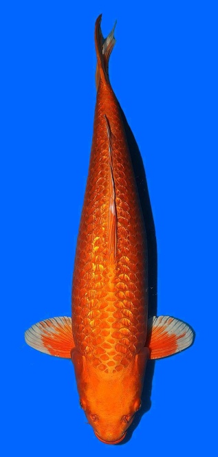 Ginrin Oranje Toshinobu Igarashi 63cm Sansai Female VHQ 