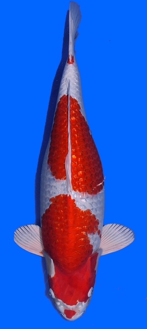 Ginrin Sakura Ogon Ozumi Ikarashi 60cm Yonsai Female VHQ 
