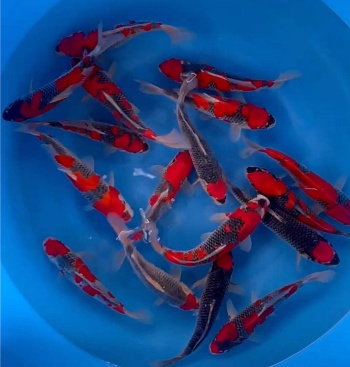 Goshiki 3 Kawakami Tateshita Tosai 20-30cm VHQ Stck ab 299€ 