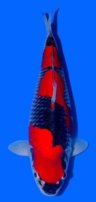 Goshiki Kawakami 56cm Nisai Female SHQ 