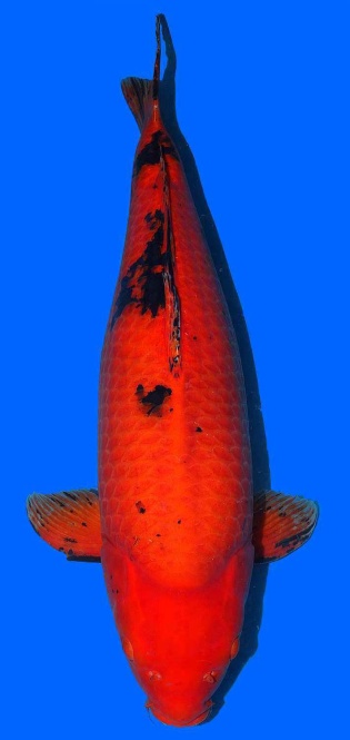 Hi Utsuri Higashi 81cm Yonsai Female VHQ 