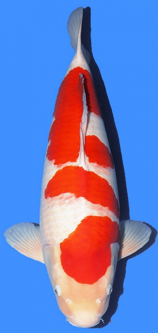 Kohaku Dainichi Toyota 66cm Sansai Female HQ 