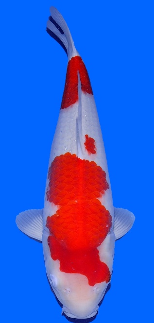 Kohaku Sakai FF 60cm Nisai Female HQ 