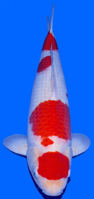 Kohaku Sakai FF 65cm Nisai Female VHQ 