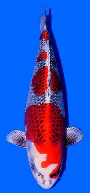 Beni Kujaku Omosako 47cm Nisai Female SHQ - VERKAUFT! 