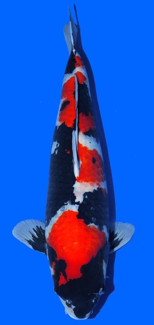 Showa Toshinobu Igarashi 72cm Gosai Female VHQ 