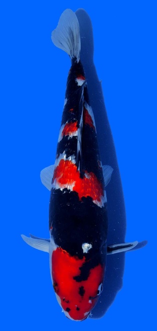 Ginrin Showa Oya 43cm 16 Monate VHQ 