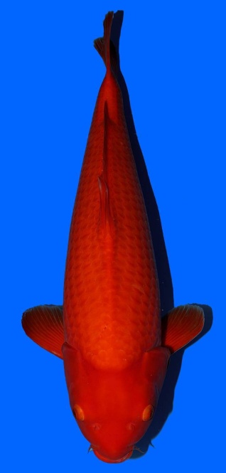 Super Mango Sakai FF Hiroshima 70cm Yonsai VHQ Female 