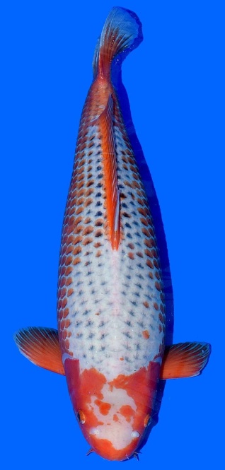 Kanoko Asagi Higashi 73cm Yonsai Female VHQ 