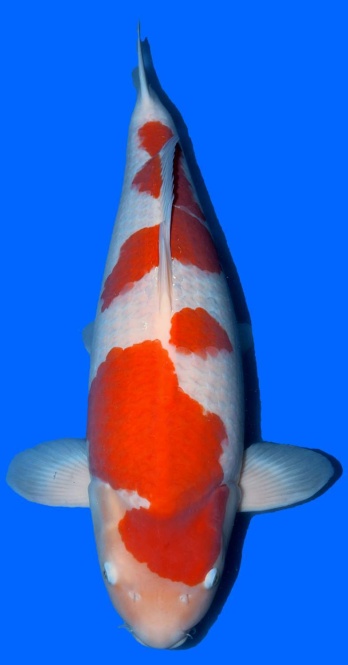 Kohaku Sakai Ltd Hiroshima 80cm Yonsai Female VHQ 
