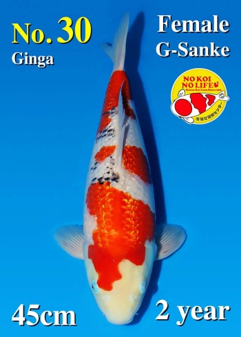 Ginrin Sanke Matsue 45cm Nisai Female VHQ 