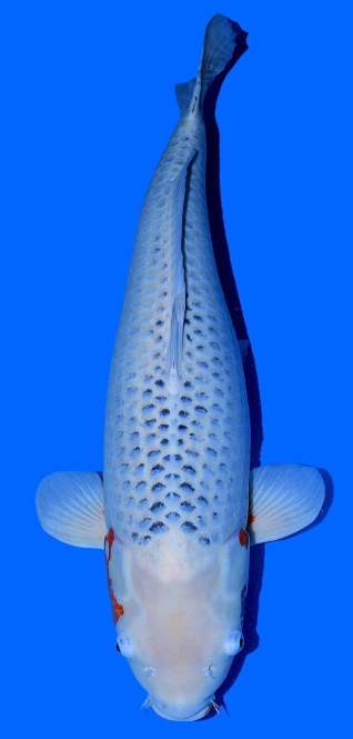 Special Asagi Hirasawa 80cm Female 6J VHQ 