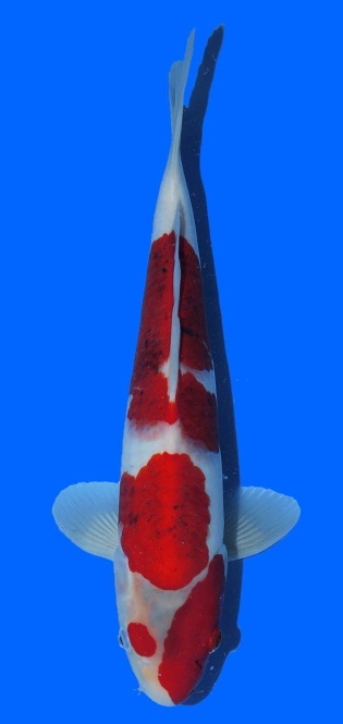 Goromo Izumiya 37cm 16 Monate VHQ 