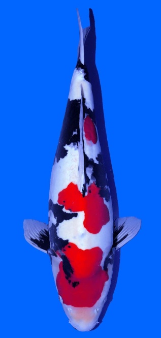 Doitsu Showa Toshinobu Igarashi 64cm Yonsai Female VHQ 