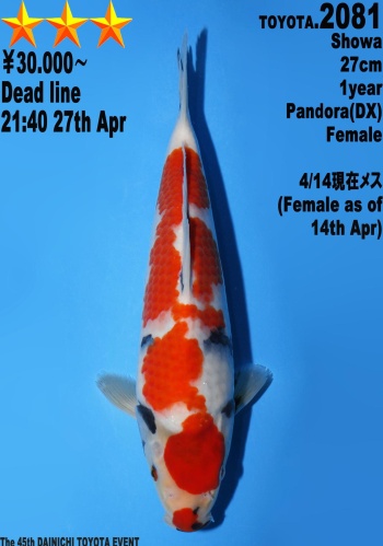 Showa Dainichi Toyota 27cm Tosai Female VHQ 