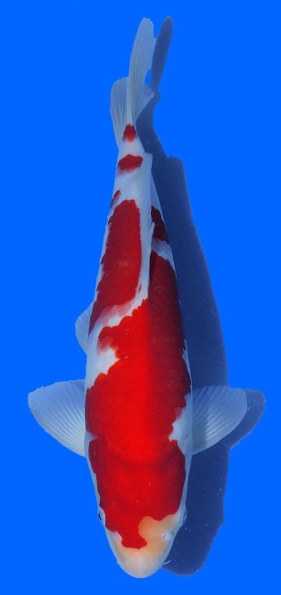 Kohaku Izumiya 35cm 16 Monate HQ 
