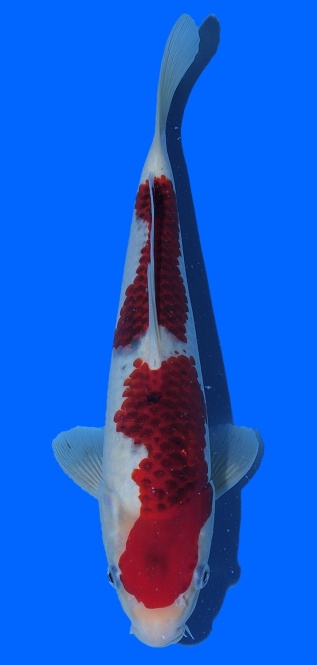 Goromo Izumiya 30cm 16 Monate HQ 