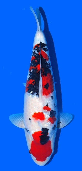 Sanke Sakai FF 50cm 16Mon Female VHQ 