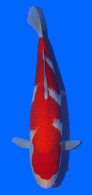 Kohaku Toshinobu Igarashi 38cm 16 Monate VHQ 