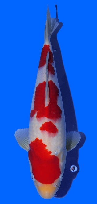 Kohaku Toshinobu Igarashi 38cm 16 Monate VHQ 