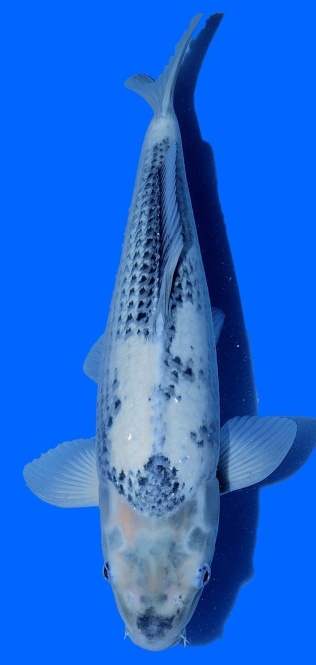 Kawari Kawakami 50cm Sansai Female VHQ 