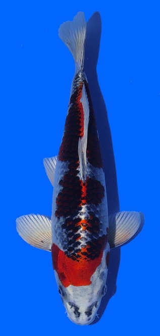 Kujaku Toshinobu Igarashi 35cm 16 Monate VHQ 