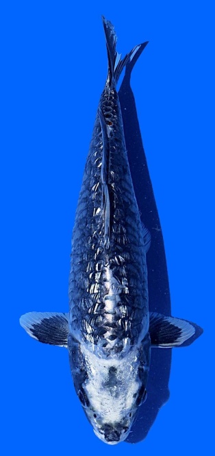 Ginrin Bigscale Toshinobu Igarashi 30cm 16 Monate VHQ 