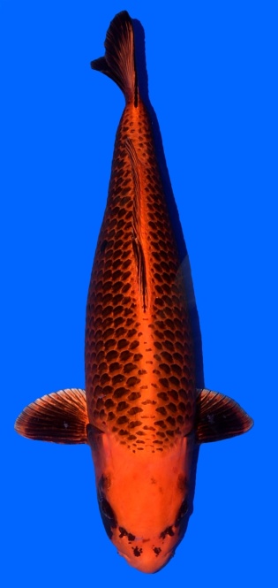 Kin Matsuba Higashi 65cm Sansai Female VHQ 