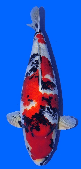 Showa Dainichi 77cm 6J Female SHQ 