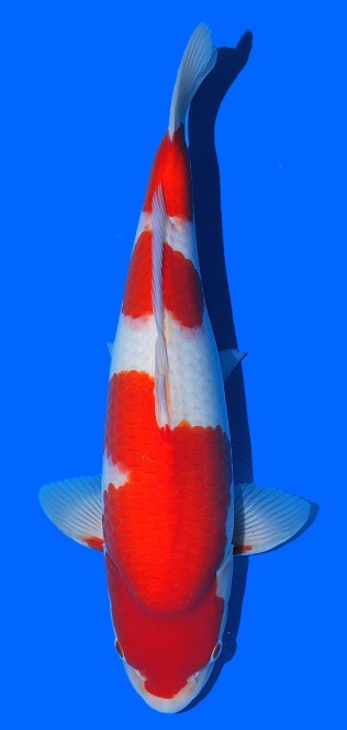 Kohaku Sakai FF 45cm 16Mon Female VHQ 