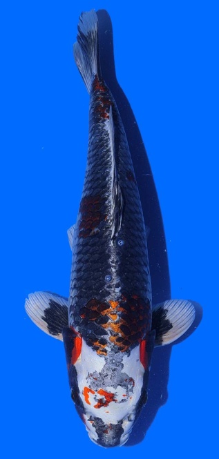 Ginga Toshinobu Igarashi 40cm 16 Monate HQ 