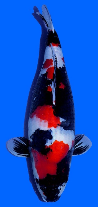 Showa Dainichi 65cm Yonsai Female VHQ 