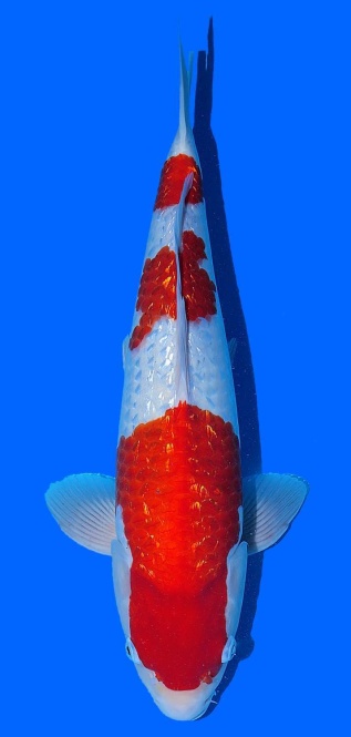 Ginrin Kohaku Teradomari 48cm Nisai Female VHQ 