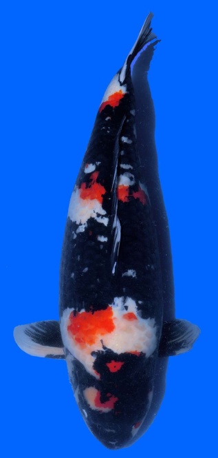 Showa Dainichi 79cm 6J Female VHQ 