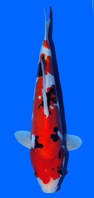 Doitsu Sanke Kawakami 41 cm 16 Monate 