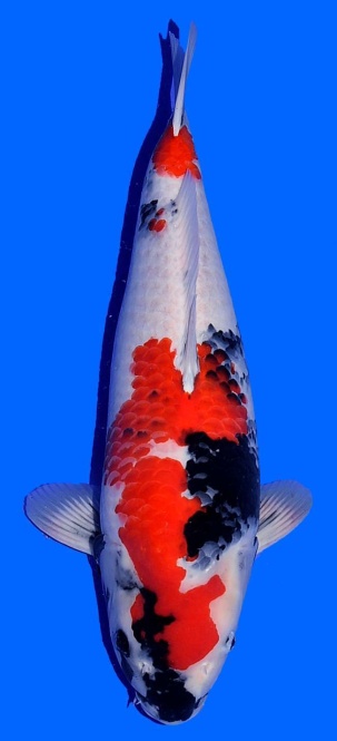 Showa Dainichi Toyota 60cm Sansai Female VHQ 
