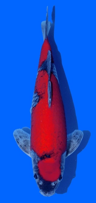 Goshiki Aoki 40cm Nisai  HQ 