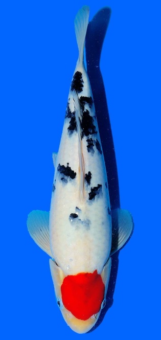 Tancho Sanke Sakai FF 36cm 16Mon VHQ 