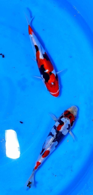 Tategoi Doitsu Showa Shinoda Tosai ca 20cm VHQ Stck 