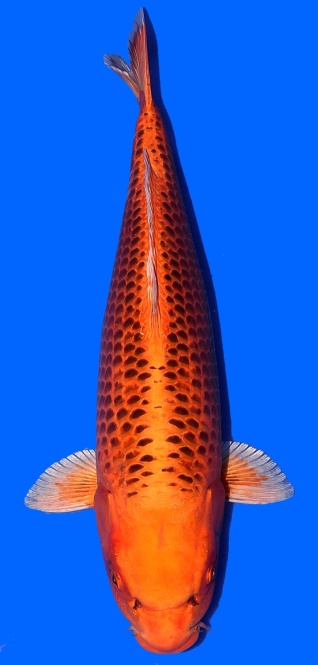 Kin Matsuba 5 Higashi 60cm Nisai Female HQ 