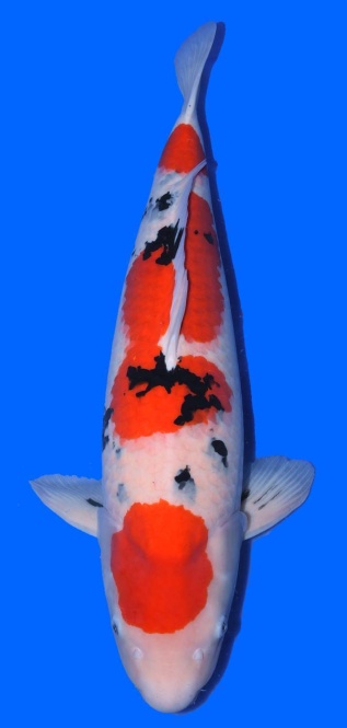 Sanke Tamaura 73cm Yonsai Female VHQ 