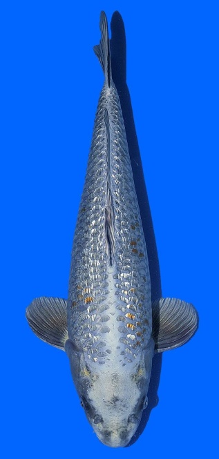 Ginrin Kawarimono Momotaro 48cm Nisai Female HQ 